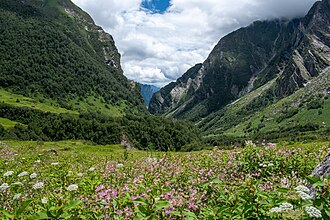 Himalayan Seasons Guide – blooming Valley of Flowers during peak season in Uttarakhand