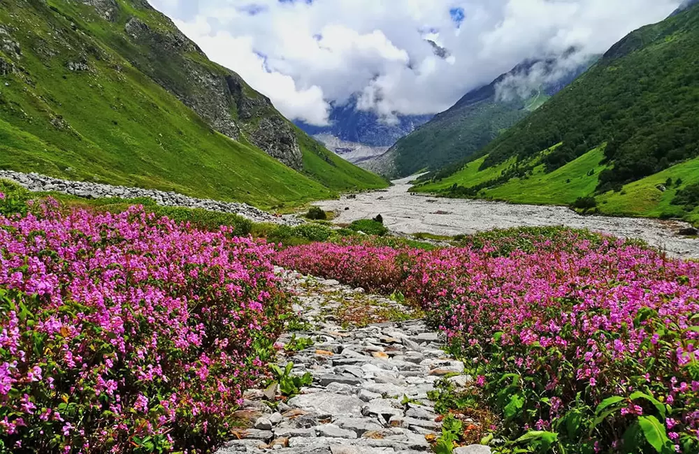 Himalayan Seasons Guide – blooming Valley of Flowers during peak season in Uttarakhand